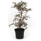 Sambucus nigra Black Lace - Common Elder
