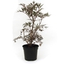 Sambucus nigra Black Lace - Common Elder