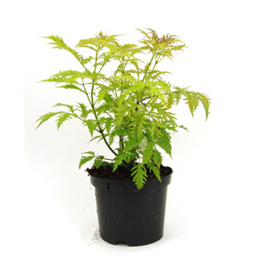 Sambucus racemosa Sutherland Gold - Red-Berried Elder