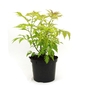 Sambucus racemosa Sutherland Gold - Red-Berried Elder