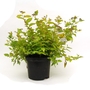 Spiraea japonica Golden Princess - Japanese Spiraea