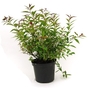 Spiraea japonica Shirobana - Japanese Spiraea
