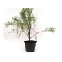Tamarix Tetrandra - Tamarisk