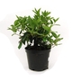 Viburnum tinus Eve Price - Laurustinus