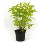 Weigela Rubidor - Weigela