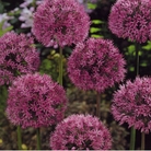 Allium Aflatunense Bulbs