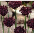 Allium Atropurpureum Bulbs