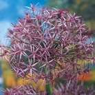 Allium Christophii Bulbs