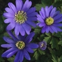 Anemone Blanda Blue Bulbs