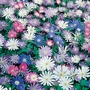 Anemone Blanda Mixed Bulbs