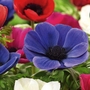Anemone De Caen Mixed Bulbs