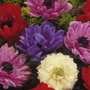Anemone St. Brigid Mixed Bulbs