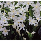 Chionodoxa Luciliae Alba Bulbs