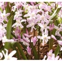 Chionodoxa Luciliae Pink Giant Bulbs