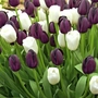 Classic Combination - Tulip Chequered Flag Bulbs