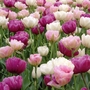 Classic Combinations - Flamingo Fantasy Tulip Bulbs