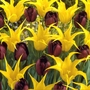 Classic Combinations - Jolly Jester Tulip Bulbs