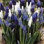 Classic Combinations - Misty Skies Muscari Bulbs