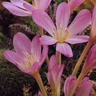 Colchicum Lilac Wonder Bulb