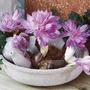 Colchicum Water Lily Bulbs