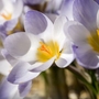 Crocus Blue Pearl Bulbs