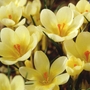 Crocus Cream Beauty Bulbs