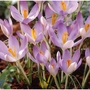 Crocus Lilac Beauty Bulbs