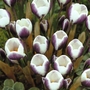 Crocus Prins Claus Bulbs