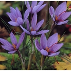 Crocus Sativus Bulbs