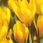 Crocus Yellow Bulbs