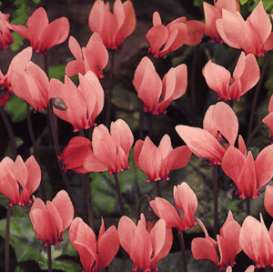 Cyclamen Cilicium Bulbs