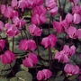 Cyclamen Coum Bulbs