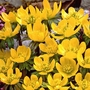Eranthis Cilicica Bulbs