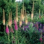 Eremurus Ruiter Hybrids Bulbs