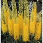 Eremurus Stenophyllus - Foxtail Lily Bulb