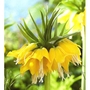 Fritillaria Imperialis Lutea Maxima Bulb