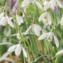 Galanthus Nivalis  Single Snowdrop Bulbs