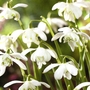 Galanthus Nivalis Flore Pleno - Double Snowdrop Bulbs