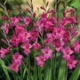 Gladiolus Communis Byzantinus Bulbs