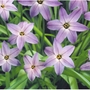 Ipheion Uniflorum Bulbs