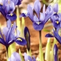 Iris Reticulata Bulbs