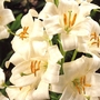 Lilium Candidum Bulb