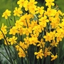 Narcissus (Daffodil) Baby Moon Bulbs