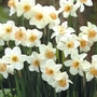 Narcissus (Daffodil) Bell Song Bulbs