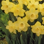 Narcissus (Daffodil) Binkie Bulbs