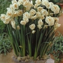 Narcissus (Daffodil) Bridal Crown Bulbs