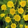 Narcissus (Daffodil) Bulbocodium Conspicuus Bulbs
