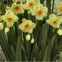 Narcissus (Daffodil) Chinita Bulbs