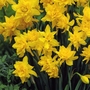 Narcissus (Daffodil) Double Campernelle Bulbs