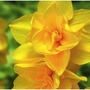 Narcissus (Daffodil) Double Smiles Bulbs